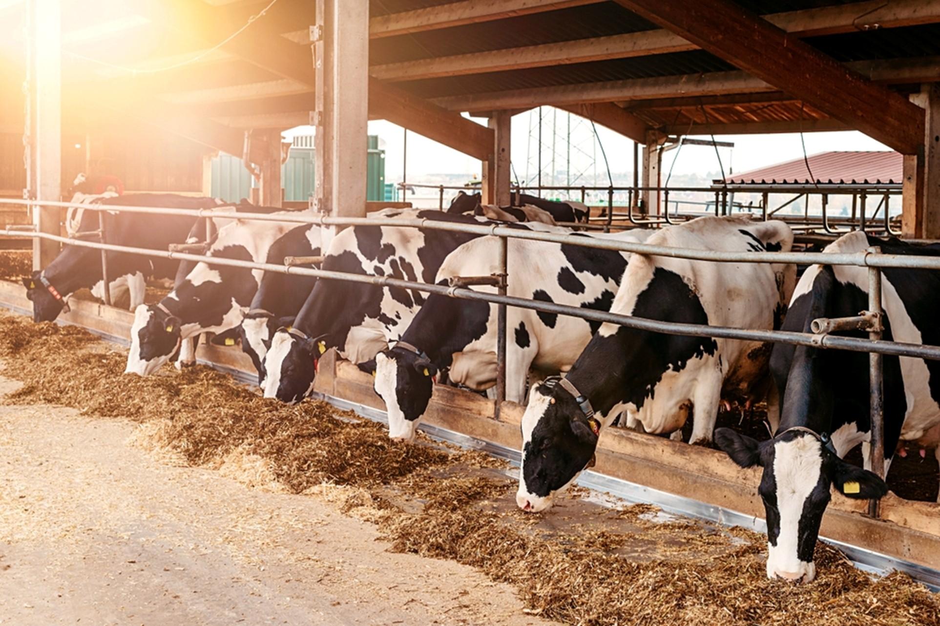 Dairy farm loans in India: Eligibility, benefits & online application